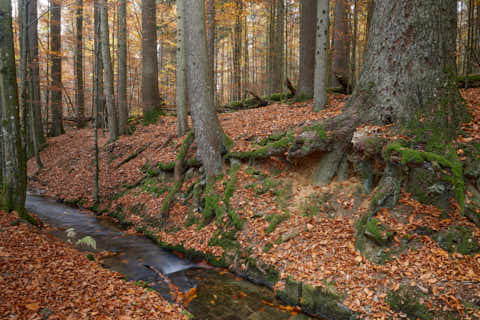 Gemeinde Bayerisch_Eisenstein Landkreis Regen Hans-Watzlik-Hain Kanal (Dirschl Johann) Deutschland REG